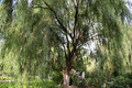 Corkscrew Willow Tree Live Sapling in 1/2 Gallon Pot | Salix matsudana 'Tortuosa'