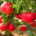 Eversweet Pomegranate Cuttings (Punica granatum ‘Eversweet’) – 3 Fresh Rooting Scions