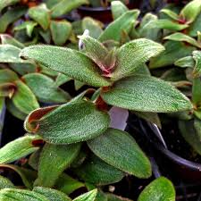 Cyanotis kewensis Teddy Bear Vine - 4 Unrooted Cuttings, Fuzzy Velvet Leaves