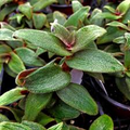 Cyanotis kewensis Teddy Bear Vine - 4 Unrooted Cuttings, Fuzzy Velvet Leaves