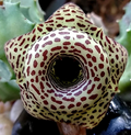 Huernia Hybrid G5 Cuttings (2) - Rare Succulent, Starfish Flowers, Bare Root
