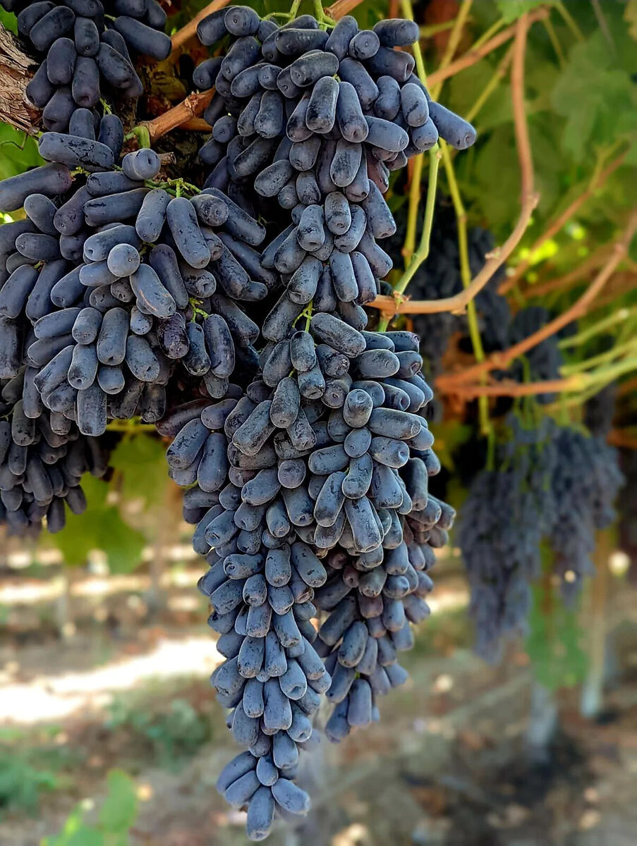 Moon Drops Grape Cuttings (Vitis vinifera) - 3 Unrooted Hardwood Cuttings