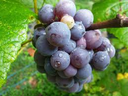 Concord Grape Cuttings (Unrooted, 12 pcs) 6-8" with Seeds - Organic, Vigorous Grower