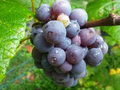 Concord Grape Cuttings (Unrooted, 12 pcs) 6-8" with Seeds - Organic, Vigorous Grower