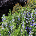 Rosemary Herb Cuttings - Rosmarinus officinalis | 4 Unrooted Cuttings, Hardy to 0°F, Culinary Herb