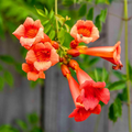 Red Hummingbird Vine Seeds (Campsis radicans) - 25 Seeds, Non-GMO, Climbing Vine