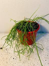 Rhipsalis cassutha Cuttings - 5 Stem Pieces, Epiphytic Cactus, Red Fruit Form, Zones 10-12