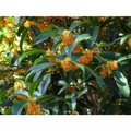 Osmanthus fragrans 'Apricot Echo' Starter Rooted Plant | Fragrant Tea Olive Shrub