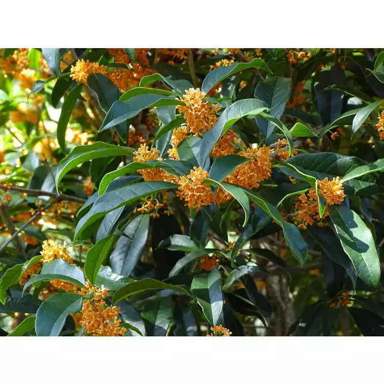 Osmanthus fragrans 'Apricot Echo' Starter Rooted Plant | Fragrant Tea Olive Shrub