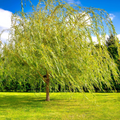Weeping Willow (Salix babylonica) Bare Root Tree 14-24" - Fast-Growing Shade Tree