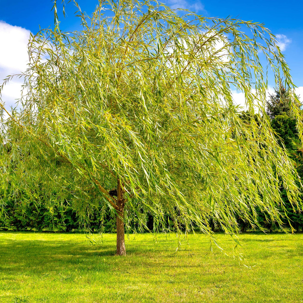 Weeping Willow (Salix babylonica) Bare Root Tree 14-24" - Fast-Growing Shade Tree