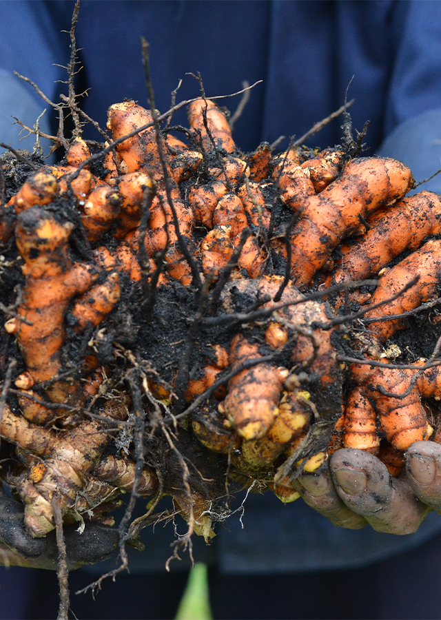 Turmeric Root Bulbs (Curcuma longa) | 6 Live Rhizomes, Tropical Ginger Family, Zones 8-11