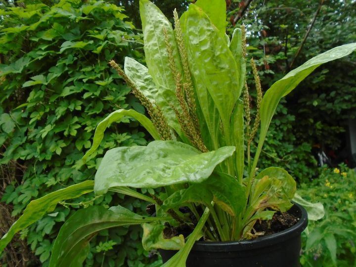 Plantago major Seeds - 100 Count | Broadleaf Plantain (Alaska Wild Harvested)