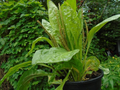 Plantago major Seeds - 100 Count | Broadleaf Plantain (Alaska Wild Harvested)