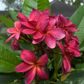 Plumeria Wildfire Cuttings - Frangipani Red, 9-12 Inches, 2 Cuttings