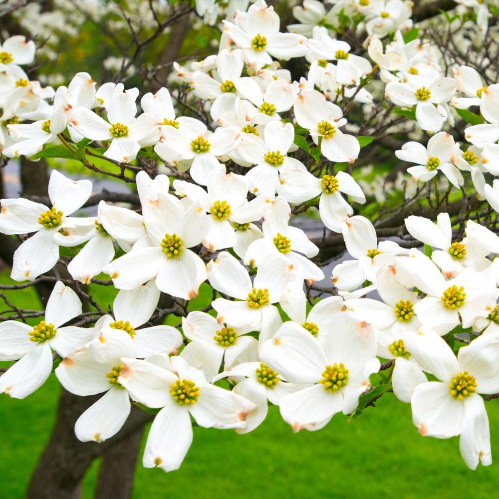 White Dogwood Tree - Cornus florida Bare Root 12–24" | Native Flowering Tree