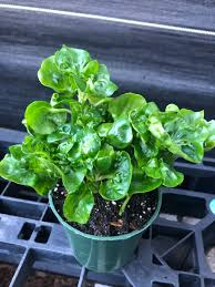Brazilian Spinach (Sissoo / Samba Lettuce) – 4 Organic 4–5" Cuttings | Alternanthera sissoo