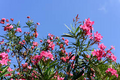 Oleander Nerium Oleander - 5 Fresh Unrooted Cuttings for Rooting or Grafting