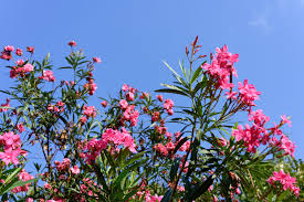 Oleander Nerium Oleander - 5 Fresh Unrooted Cuttings for Rooting or Grafting