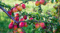 Japanese Plum Cuttings (Prunus salicina) - Red & Yellow, White Spring Flowers, Edible Fruit