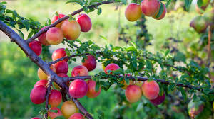 Japanese Plum Cuttings (Prunus salicina) - Red & Yellow, White Spring Flowers, Edible Fruit