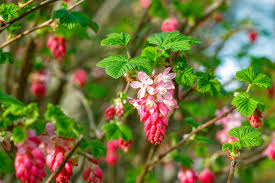 Red Flowering Currant Seeds (Ribes sanguineum) - 10 Seeds for Hedge & Border