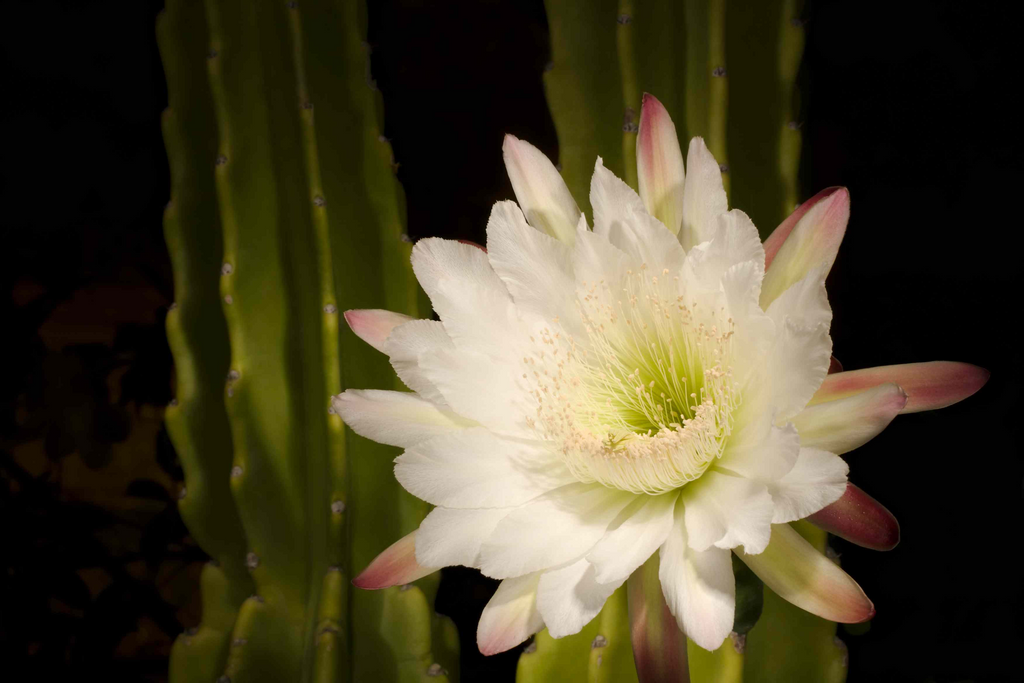 Queen of the Night Cactus Cutting Epiphyllum oxypetalum - Unrooted 3-Leaf Cutting