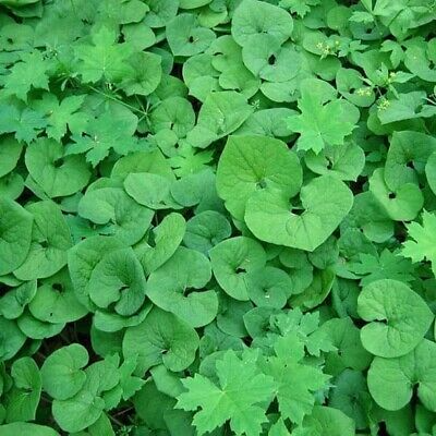 Wild Ginger (Asarum canadense) - 10 Bare Root Plants | Native Woodland Ground Cover