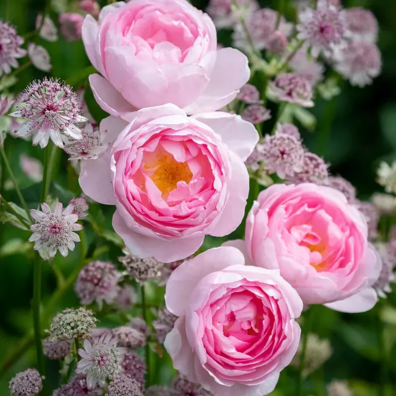 David Austin Rose Cuttings - 3 Unrooted 5" Stems, Soft Pink, Zones 5-9