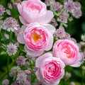 David Austin Rose Cuttings - 3 Unrooted 5" Stems, Soft Pink, Zones 5-9