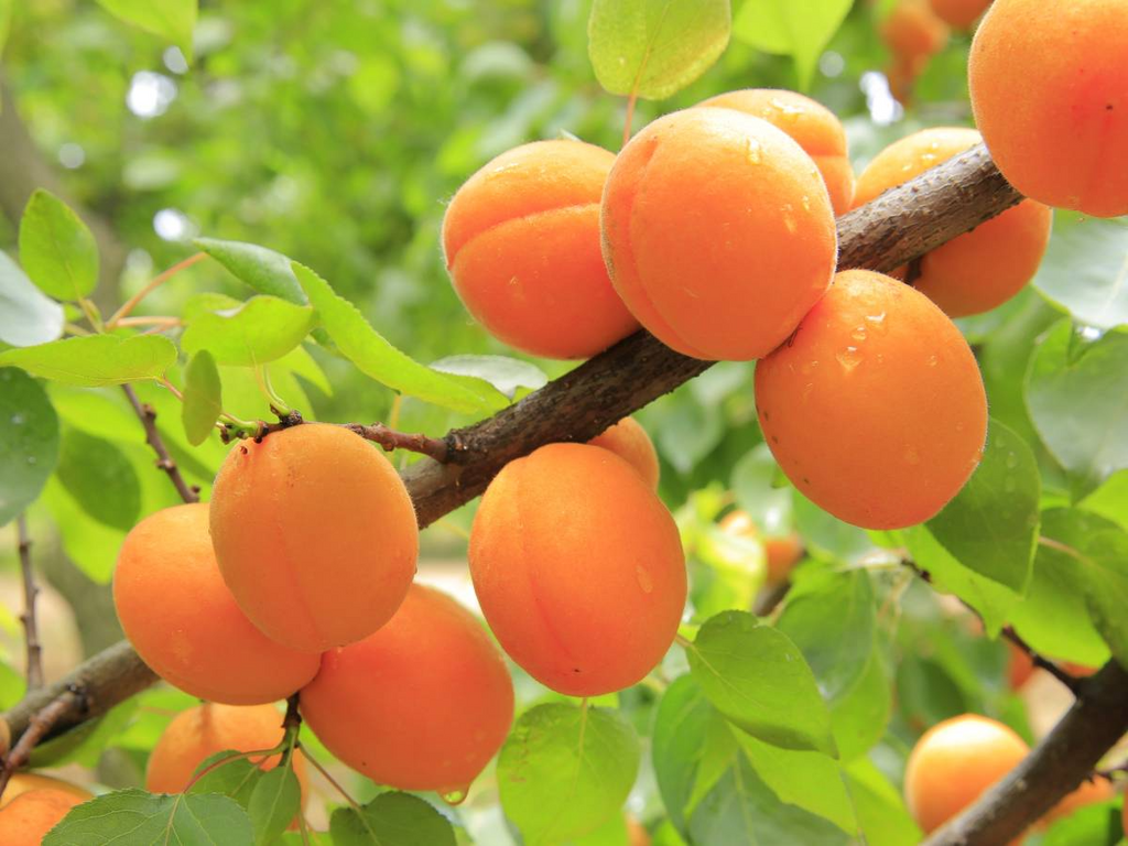 Manchurian Apricot Unrooted Hardwood Cuttings (Prunus armeniaca) - 6 Pcs for Grafting