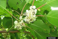 Hardy Kiwi Cuttings - 8 Unrooted Actinidia arguta Vines (Geneva3, Anna, Issai, Meader)