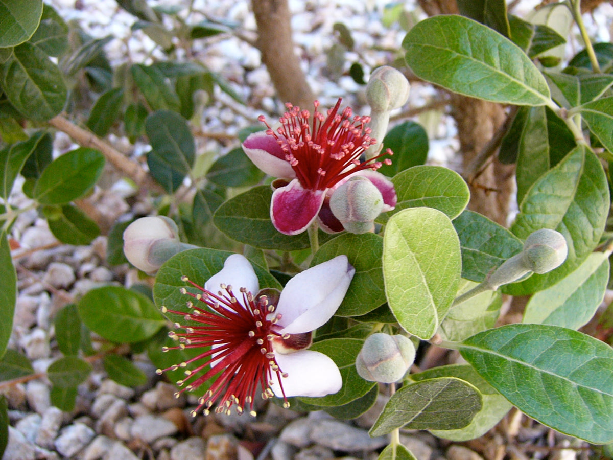 Pineapple Guava Tree Cuttings (Acca sellowiana) - Self-Fertile, Zones 8-11