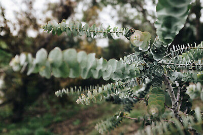 Eucalyptus pulverulenta 'Baby Blue' Bonsai Seeds – 40 Seeds, Silver Dollar Eucalyptus