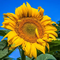Mongolian Giant Sunflower Seeds - 10 Non-GMO Seeds for 12–14 ft Tall Yellow Blooms