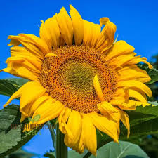 Mongolian Giant Sunflower Seeds - 10 Non-GMO Seeds for 12–14 ft Tall Yellow Blooms