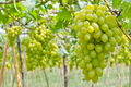Cotton Candy Grape Cuttings (4 Unrooted Hardwood) - Vitis spp. | Zones 7-10