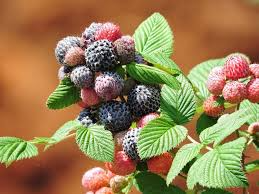 Black Raspberry Plant - Rubus niveus (Mysore) Bare Root Starter Fruit Bush