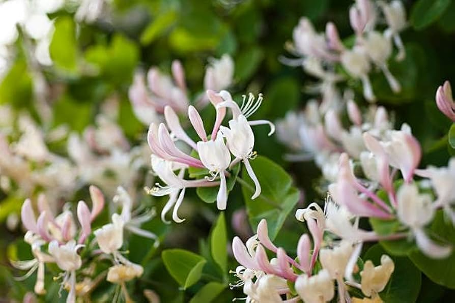 50 European Fly Honeysuckle Vine Seeds - Lonicera xylosteum, Native Perennial White Honeysuckle