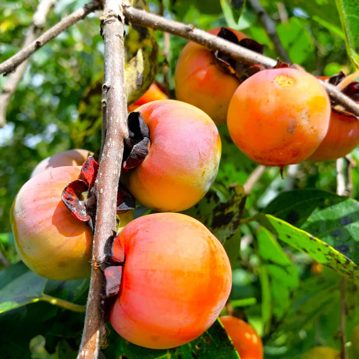 20 Persimmon Tree Seeds - Diospyros virginiana (American Persimmon) Native, Cold-Hardy, Edible Sugar Plum