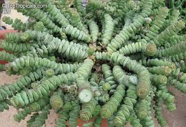 Crassula marnieriana Variegata Baby Necklace Cuttings - 6 Live Unrooted 2–3" Propagation