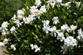 12 Unrooted Gardenia Cuttings - Old Southern Gardenia (Gardenia jasminoides) from 63-Year-Old Plant