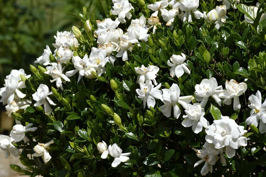 12 Unrooted Gardenia Cuttings - Old Southern Gardenia (Gardenia jasminoides) from 63-Year-Old Plant
