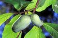 Paw Paw Tree Seeds | Asimina triloba (5 Seeds) Indian Banana - Cold-Hardy Native