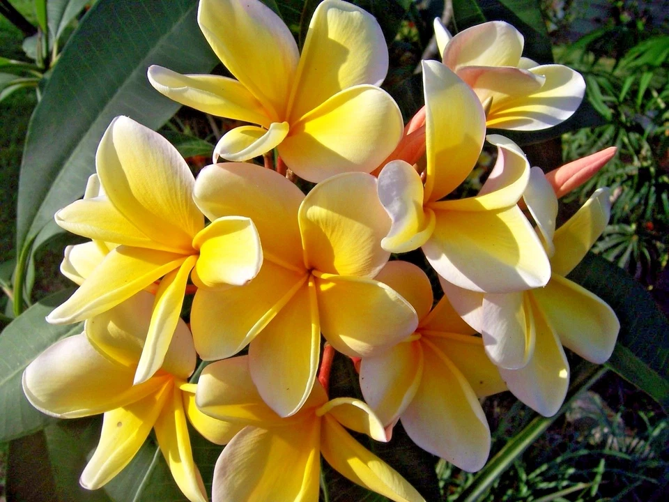Yellow Plumeria Cutting - Fragrant Lei Flower, Ready to Root, Zones 9-11