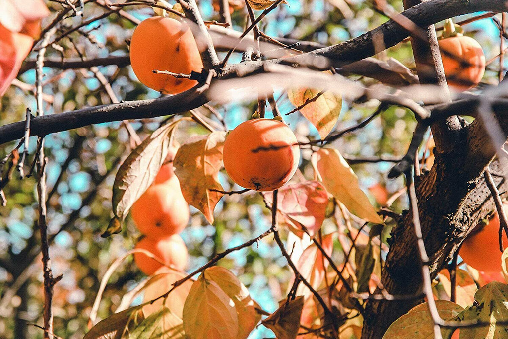 10 Persimmon Tree Seeds (Diospyros virginiana) - Sugar Plum Native Fruit Tree