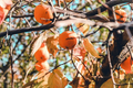 10 Persimmon Tree Seeds (Diospyros virginiana) - Sugar Plum Native Fruit Tree