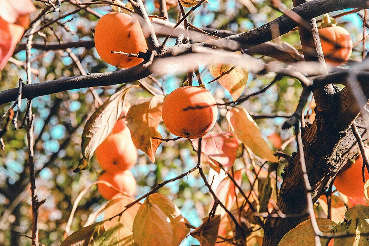 10 Persimmon Tree Seeds (Diospyros virginiana) - Sugar Plum Native Fruit Tree