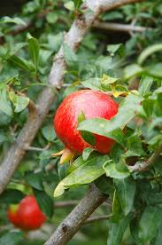 25 Pomegranate Seeds (Punica granatum) – Edible Tropical Fruit, Easy to Grow