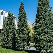 Carolina Sapphire Cypress Trees - Cupressus arizonica (5 Live Trees) 12–24"